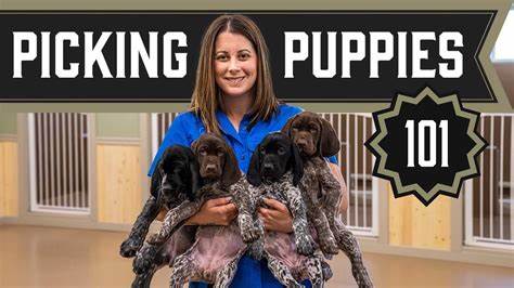 了解如何选择适合自己需求的服务犬,从挑选合适的小狗开始,掌握相关知识以提升服务犬的训练效果和生活质量。
