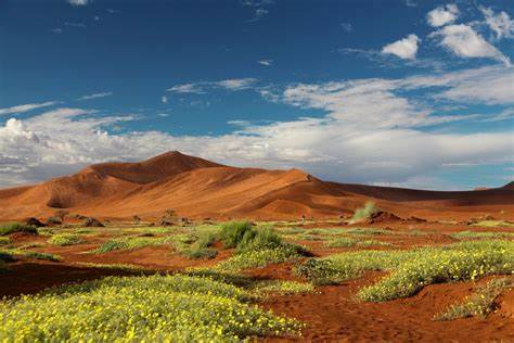 纳米布-纳乌克鲁夫国家公园是非洲最大的国家公园,涵盖了荒漠、山脉、沙丘和海岸线的多样生态系统,被誉为世界最大的自然保护区之一。这里拥有世界最高的沙丘、独特的植被和丰富的野生动物资源,是探索纳米比亚自然风光和野生动植物的绝佳目的地。
