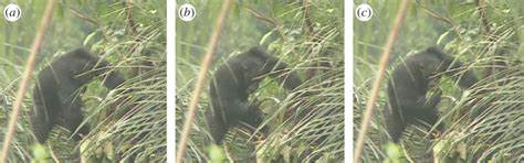 详尽解析野生黑猩猩通过食用发酵果实摄入乙醇的现象,揭示乙醇在灵长类动物饮食生态中的作用及其对人类饮酒行为进化的启示。本文深入介绍研究背景、方法、结果及其生态学意义,助力理解人类对酒精的天然亲和力来源。
