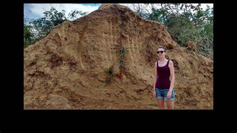 一段关于巴西东北半干旱森林中数百万土堆的发现、形成机制、生态作用与保护价值的深度解析,揭示白蚁如何通过地下隧道网络在几千年尺度上改造地貌并形成稳定的空间模式
