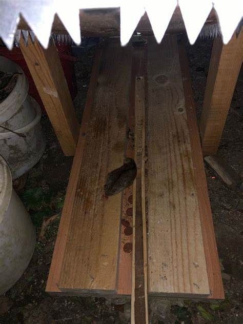 了解老鼠对家庭和环境的危害,掌握科学实用的防治方法,保护您的生活空间健康安全。文章涵盖老鼠的习性、危害、防范技巧及多种灭鼠手段,助您彻底根除老鼠困扰。
