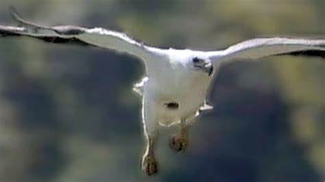 深入探索世界上最令人惊叹的鸟类,了解它们的栖息地、生活习性以及在自然界中的重要作用,特别聚焦肯尼亚成群的火烈鸟及其他卓越鸟类的独特生存故事。
