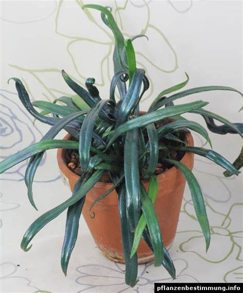 深入了解Microsorum thailandicum,这种原产于热带和亚热带亚洲的独特蕨类植物,其生长习性、美学价值及养护技巧,帮助绿色爱好者打造生机盎然的室内环境。
