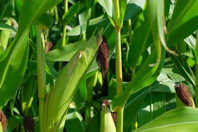 十月玉米走弱:库存意外偏多、现货承压与全球供应展望
