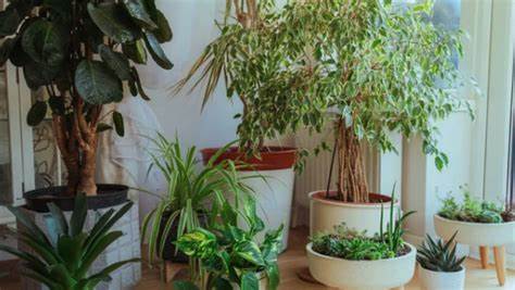 Can an LLM take care of my plants (or at least kill them slower than I do)?
