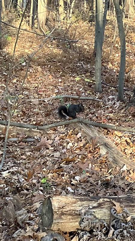 新罕布什尔的红松鼠全景:生态、观赏与社区参与指南
