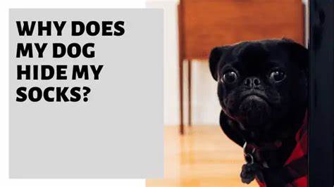 随着信息时代的全面透明化,旅途中对私人物品的保护为何仍固执己见?本文深入探讨我们为何仍习惯藏起袜子这一看似简单的行为,剖析隐私保护的心理因素及透明行李带来的变革潜力,为现代旅行者提供全新思考视角。
