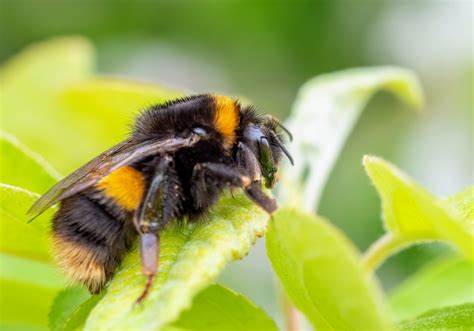 探讨大黄蜂王后冬眠结束时间与公民科学观察数据中的周末偏差之间的关系,分析气候变化、生态学及人类活动对其现象的影响,揭示研究过程中数据收集的重要性与潜在偏差,助力更准确理解大黄蜂生态及其对环境变化的响应。

