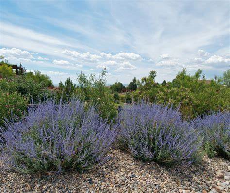 Aromatic Plants at the Crossroads of Fire Resilience and Risk