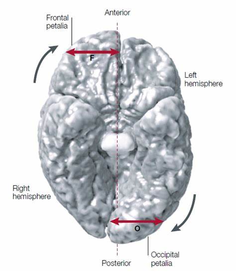 详细探讨雅可夫列夫脑旋这一脑部结构的独特非对称性,涵盖其形成机制、对行为和疾病的影响以及在进化中的意义,帮助读者全面了解人类大脑的复杂性和科学研究的最新进展。
