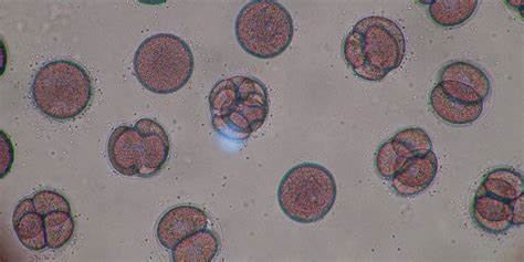 概述科学家将人类皮肤细胞转化为可受精卵的最新成果,解析研究方法的核心思路与局限,讨论生殖医学和社会伦理可能带来的影响和监管挑战,并展望未来研究方向与社会对话的必要性。
