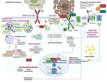 本文深入解析罕见基因变异ABCA7在阿尔茨海默病发生中的关键作用,揭示脂质代谢和细胞膜功能紊乱对神经元健康的影响,并探讨通过胆碱补充逆转病理变化的潜在疗法,为预防和治疗阿尔茨海默病提供新的科学视角。
