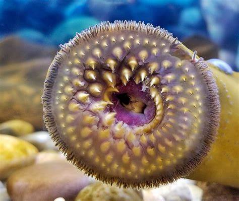 七孔鳗作为一种古老且独特的无颌鱼类,拥有丰富的进化历史和复杂的生态习性。本文深入探讨七孔鳗的生物学特征、生命周期、分类及其在人类社会中的多重影响,展现了这种神秘生物的独特魅力和重要性。
