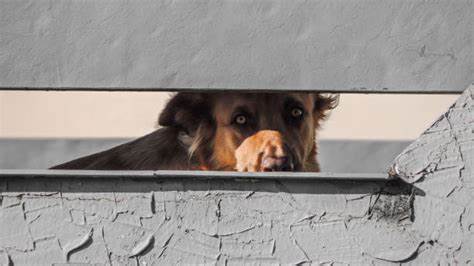 通过对廉价TP-Link Tapo室内摄像头的深入研究和逆向工程,揭示了设备的安全漏洞和加密机制,本文详细分享了从抓包中间人攻击到APK反编译的完整过程,并提供了实用的免云端设备配置方法。
