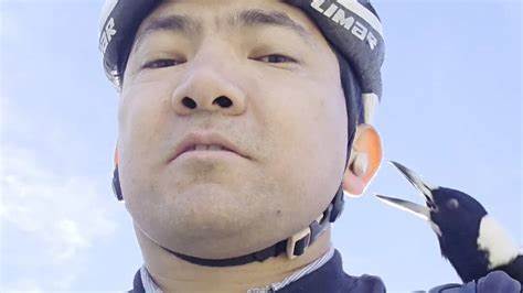 讲述一名堪培拉骑行者被喜鹊从耳中啄走耳机并被镜头记录下的真实事件,分析喜鹊的行为动机、防范措施以及骑行安全与野生动物共处的建议
