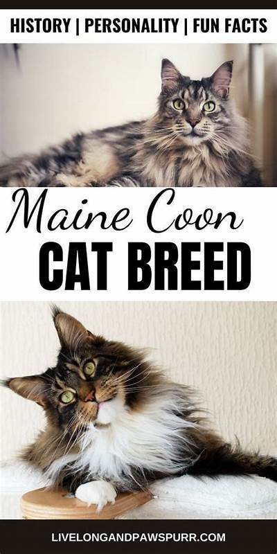 缅因库恩猫以其壮硕的体型、友善的性格以及独特的历史背景,成为全球宠物爱好者的最爱。这篇文章深度剖析缅因库恩猫的起源、外貌特征、性格特点、健康状况以及养护要点,助您全面了解这一迷人猫种。
