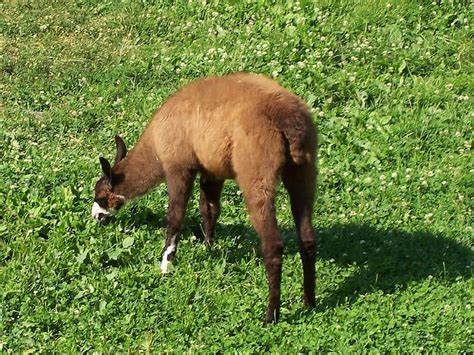 羊驼作为南美洲特有的驯养骆驼科动物,拥有丰富的历史渊源和多样的生态习性。它不仅在安第斯地区发挥着重要的经济和文化作用,也在现代社会中展现出独特的价值。本文深入探讨羊驼的分类、特征、繁殖行为、营养需求、社交习性及其在人类文明中的重要地位。

