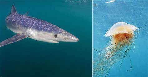 MIT的LOBSTgER项目通过先进的生成式人工智能技术,将科学与艺术结合,揭示海洋生态系统的隐秘之美,推动公众对自然保护的关注和热爱。该技术不仅提升了生态监测的精度,也为保护濒危海洋生物提供了创新工具。
