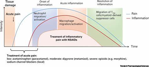 传统非甾体抗炎药(NSAIDs)在缓解疼痛和炎症方面发挥重要作用,但其副作用限制了临床应用。现代研究致力于分离炎症和疼痛机制,开发更安全有效的药物,推动抗炎镇痛药物的创新发展。
