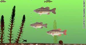 透视文化认知:解读密歇根鱼实验与跨文化差异
