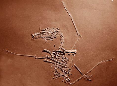 通过索尔恩霍芬石灰岩中新近发现的两具翼手龙雏体及其肱骨断裂痕迹,研究者重构了侏罗纪时期暴风如何导致幼鸟类飞行动物折翼、坠落并迅速被泥沙掩埋保存的全过程,为翼龙生命史与化石记录成因提供了新的直接证据。
