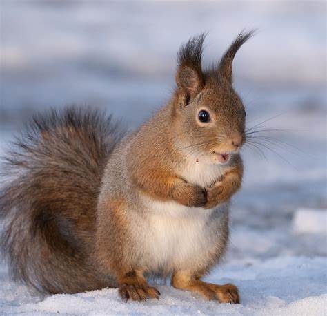 红松鼠肖像:拍摄指南、生态习性与在r/wildlifephotography分享的最佳实践
