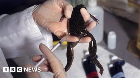 非洲爪蛙因曾作为早期怀孕测试工具而闻名,其逃逸后在威尔士成功定殖,覆盖近半个世纪。本文深入探讨这种蛙类的起源、适应性、生存状况及其对当地生态的影响。
