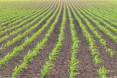 围绕周五早盘玉米价格回落现象,从期货与现货价格、出口销售数据、持仓变化及阿根廷政策等多维因素出发,解释市场短期波动并提供面向农户与交易者的风险管理与操作思路
