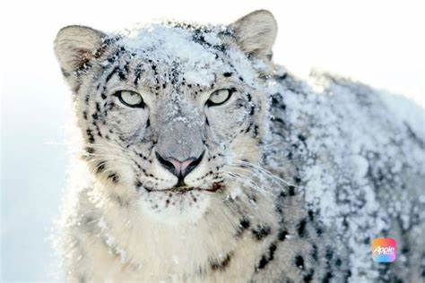 macOS雪豹(Mac OS X 10.6)作为苹果操作系统历史上的重要里程碑版本,以其传说般的卓越稳定性和性能表现,深受广大用户怀念。本文深入剖析雪豹的神话背后真正的技术演进、问题挑战与软件质量演变,带您全面了解这款系统的历史定位及其对当今macOS发展节奏与质量影响。
