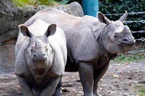 深入了解西雅图著名的森林公园动物园每日入场政策、票价及参观须知,帮助游客合理规划行程,尽享丰富的野生动物观赏和保护教育体验。
