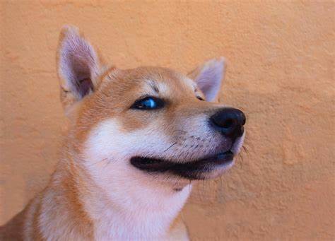 If You Invested $100 in Shiba Inu on Jan. 1, Here's How Much You'd Have Now - The Motley Fool