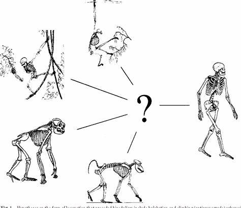 探索步行与创造力之间关系的科学基础,分析相关研究的局限性,深入探讨潜在机理以及各种环境因素对思维创新的影响,帮助读者理性看待步行对创意思维的实际作用。
