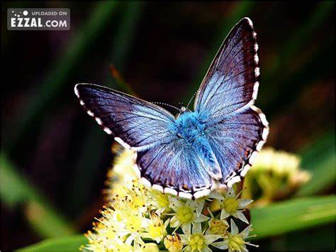 探索蝴蝶的奇妙世界,欣赏多样的蝴蝶图像,感受它们独特的色彩与形态,了解蝴蝶与自然环境的关系,激发对生态保护的关注与热爱。

