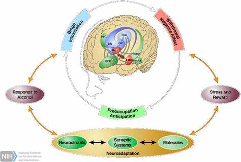深入探讨大脑皮层与皮下结构间的决策冲突,解析执行力难题的神经机制,以及如何通过改变脑部功能与环境设计,实现稳定高效的行为习惯养成。本文结合前沿神经科学研究,全面阐述提升个人执行力的科学路径。
