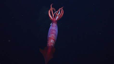Elusive Antarctic Squid Was Seen For the First Time