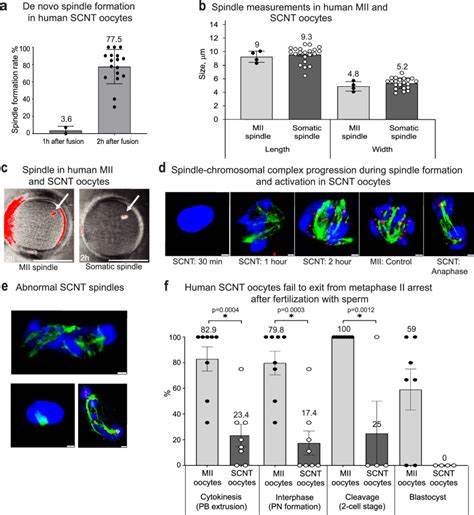 介绍一种将体细胞核植入成熟卵母细胞并诱导"减数化"分裂以产生染色体数目减少细胞的前沿研究与解读,涵盖原理、主要发现、潜在临床应用、局限与伦理监管等多维视角,面向关心生殖科技与基因组学的公众与专业读者。
