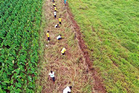 随着全球气候变化的加剧,植树造林作为碳汇手段受到广泛关注。然而,对其减缓气候变化作用的期待或许被过度夸大。深入分析种树的实际潜力、限制因素及未来路径,有助于更科学地应对气候危机。
