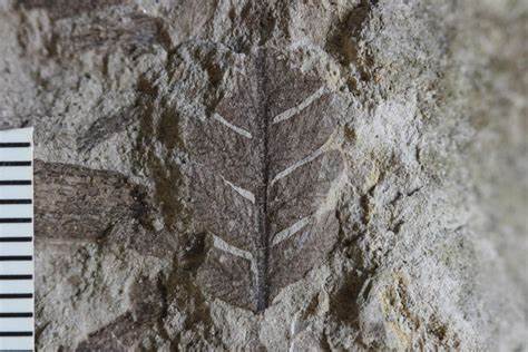 科学家通过发现南美洲首次出土的史前昆虫琥珀,揭开了约1亿年前亚马逊雨林古老生态系统的面纱,展示了花卉植物兴起时期多样的生物进化及生态互动。
