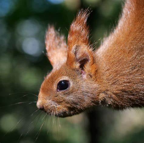 介绍欧亚红松鼠在法国的分布与生态习性,结合野生动物摄影实践与在 Reddit r/wildlifephotography 社区分享的注意事项,帮助摄影师与自然爱好者更好地观察、拍摄与保护这一迷人的物种
