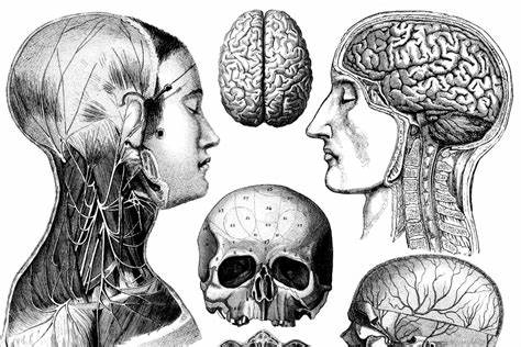 人体头部移植:科学现状与复杂伦理解析
