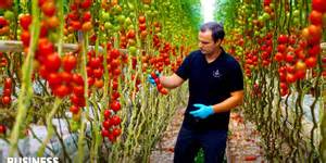 荷兰作为全球第二大农业出口国,凭借创新农业技术和高效生产体系,在全球农产品市场占据重要地位。本文深入探讨了荷兰农业发展的独特优势、面临的挑战以及未来可持续发展的路径。
