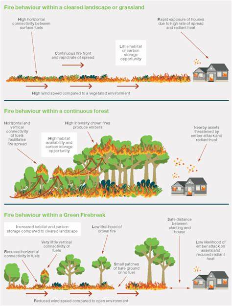 在气候变化加剧与城市蔓延背景下,利用低易燃性植被打造绿色防火带,为野火防控提供了创新且生态友好的解决方案。探讨绿色防火带的设计原则、火灾行为机制及其在野火管理中的多重效益,有助于构建更具韧性的火灾防御系统,同时促进生物多样性和碳储存。
