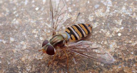 通过对海上钻井平台生态系统的深入研究,科学家发现微小的食蚜蝇在维持生态平衡和昆虫多样性方面发挥着关键作用,有助于推动环境保护与可持续发展。
