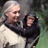 纪念世界著名灵长类学家简·古道尔(Jane Goodall)的生命与事业,回顾她对黑猩猩研究的重大贡献、保护行动与教育倡导,以及她离世后对全球保护运动的深远影响
