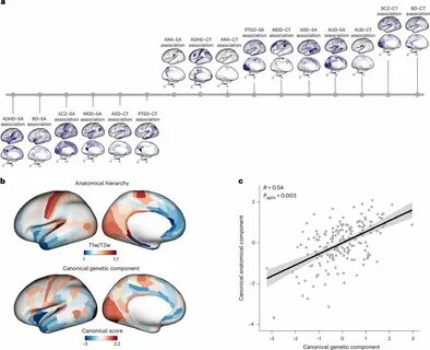 最新研究发现了一系列与脑结构及精神疾病相关的遗传位点,揭示了脑部基因多样性对心理健康的重要影响,为精神疾病的早期诊断和精准治疗提供了科学依据。
