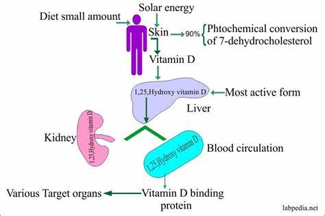 维生素D2补充剂在改善维生素D水平方面广泛应用,但最新研究发现其可能引发体内维生素D3水平下降,影响健康和免疫功能。深入探讨两种维生素D的差异、相互作用及其对人体的影响,助力消费者做出更明智的补充选择。
