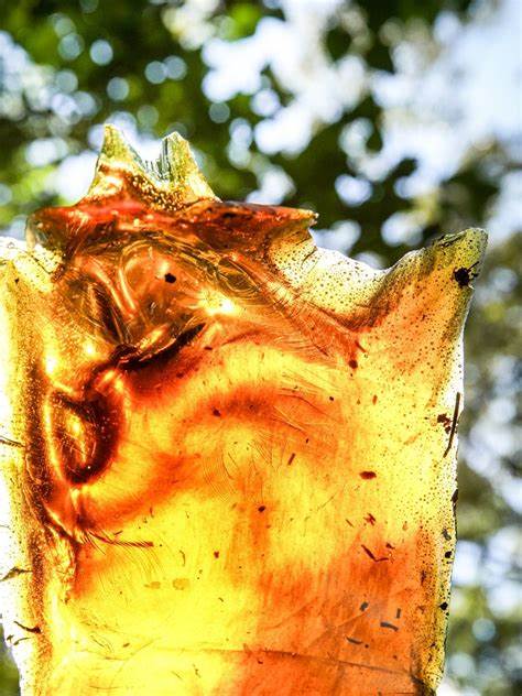 追寻松香土豆(rosin potatoes)不为人知的渊源,剖析传说与史实之间的差距,解读这种被遗忘或误传的美食如何穿越工业、餐饮与民俗的交汇,探索制作方法、安全建议及文化意义。
