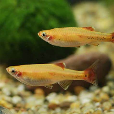 深入探索适合海水鱼缸养殖的最佳鱼类,从入门级友好鱼种,到高效清洁藻类的好帮手,以及兼具观赏性与互动性的美丽海洋生物,助你轻松打造健康生态的海水水族箱。
