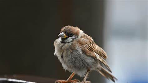 探讨东德政治人物Erich Honecker相关的经典幽默冷笑话,透视其中的历史背景与文化含义,带您领略冷笑话背后的政治幽默与社会讽刺。
