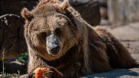 通过考古学最新发现,揭示古罗马时代角斗士与棕熊搏斗的真实历史场景,深入了解这段鲜为人知的古代角斗文化和动物历史。
